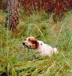 arrêt sous bois 09 2003   Copie