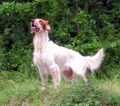 platoon 15 06 2002 1   Copie (2)